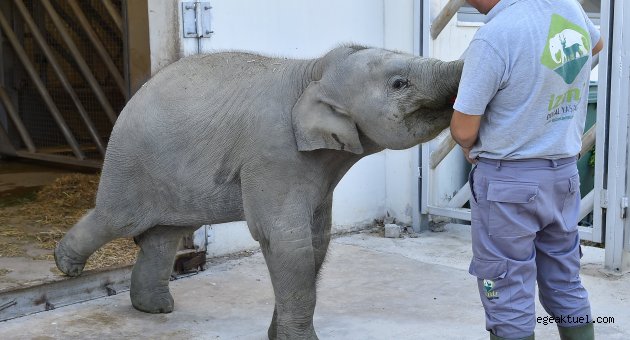 1 yılda 300 kilo aldı