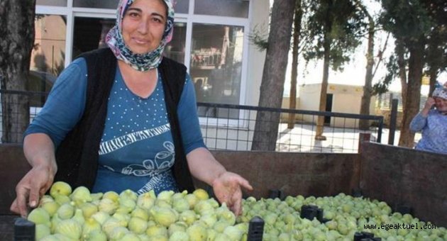 2. Bozalan İncir Festivali başlıyor