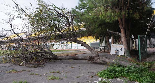 Alsancak Stadı  kaderine terk edildi