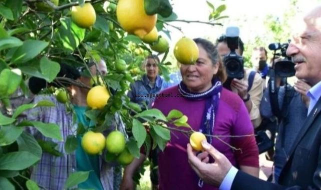 Kılıçdaroğlu limon hasadı yaptı