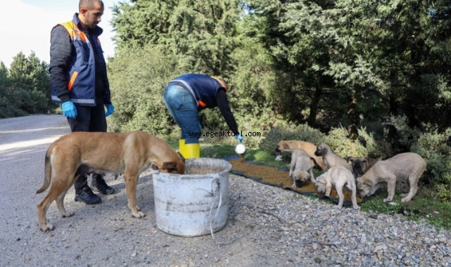 Buca’da kırsaldaki can dostlarına mama desteği