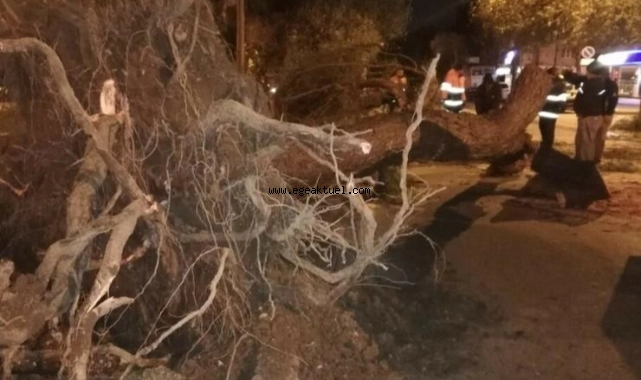 Fırtına İzmir'i vurdu, ağaçlar yollara devrildi