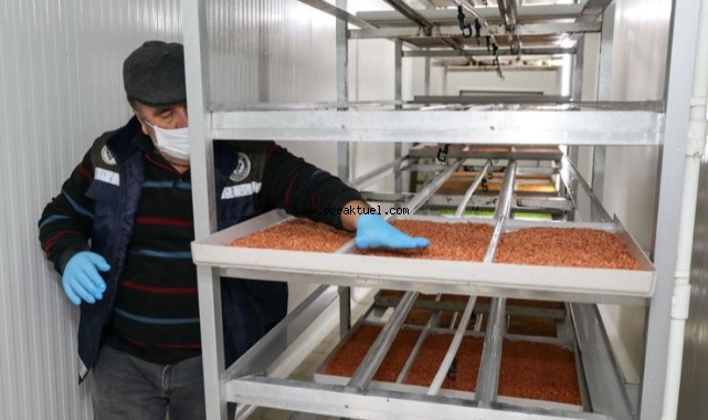 Çiftçiye 6 ayda 36 bin 500 kilo ücretsiz hasıl yem