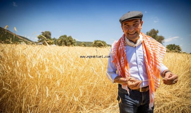 Buğdayın kilosu 10 liradan alınacak