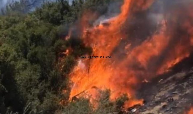 İzmir Seferihisar’da orman yangını