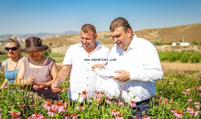 Lavanta ve ekinezya hasadı gerçekleşti