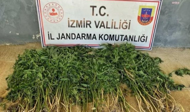 İzmir'de uyuşturucu operasyonu: Çok sayıda gözaltı