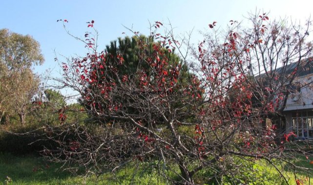 İzmir’de çok şiddetli kuraklık meteoroloji haritasında