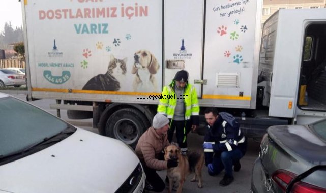 İzmir Büyükşehir Belediyesi depremden etkilenen hayvanları unutmadı