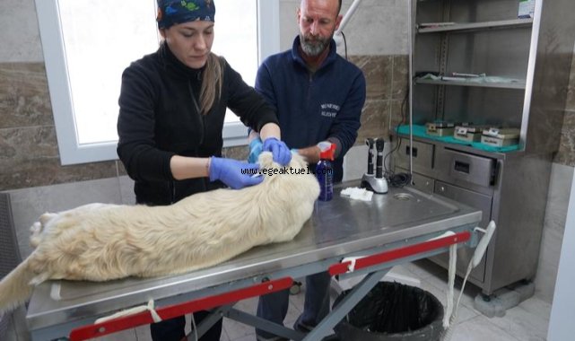 Menemen Belediyesi depremzede can dostlara sahip çıktı