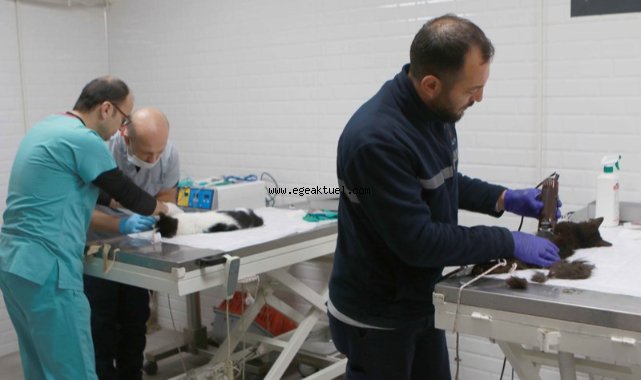 Bayraklı’daki can dostlara özel klinik!