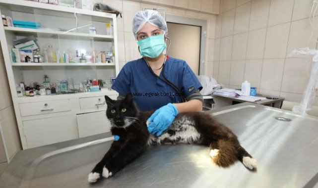 Gaziemir’de 21 bin 940 hayvana veteriner sağlık hizmeti