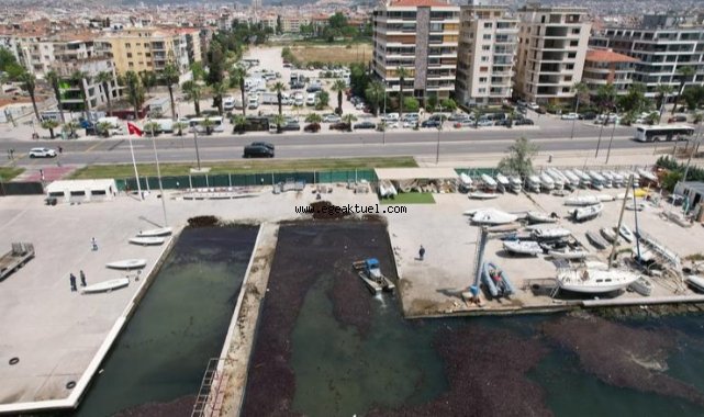 Bostanlı sahilinde deniz marulu temizliği