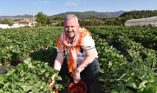 Menemen’de çilek kokulu günler başlıyor
