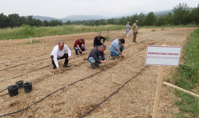 Bornova Kınalı Bamyası’na koruma kalkanı