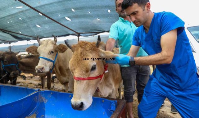 Buca Belediyesi’nde Kurban Bayramı mesaisi