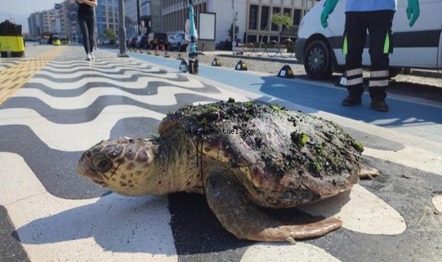 Körfez’de yaralı “Caretta Caretta” bulundu