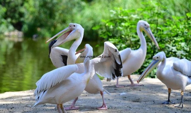 Doğal Yaşam Parkı’nın göçmen kuşları