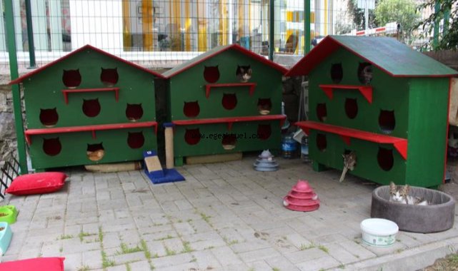 Zübeyde Hanım Parkı’nın kedileri yeni evlerine kavuştu