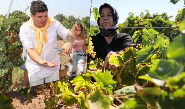 Buca’da bağ bozumu zamanı