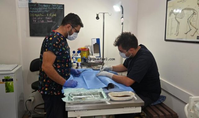 Karabağlar'da kısırlaştırmalar devam ediyor