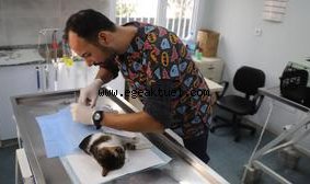 Hayvan Dostu Belediye