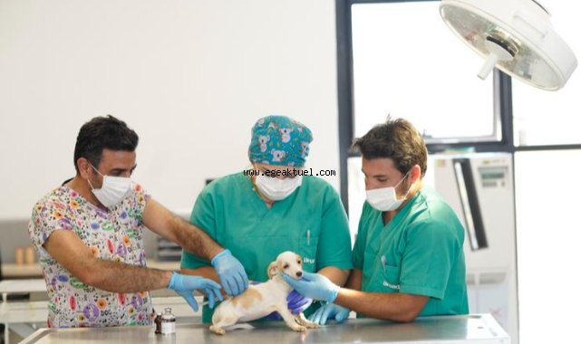 İlk kamu hayvan hastanesi İzmir’de açılıyor