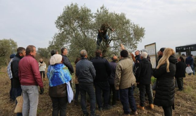 Yaşam Köyü Toprak Okulu'ndaki Zeytin Budama Eğitimine Çiftçilerden Büyük İlgi