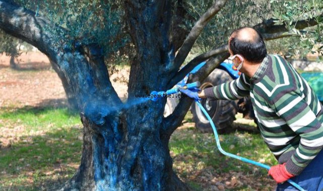 İzmir’de zeytinde hastalık bitti verim arttı