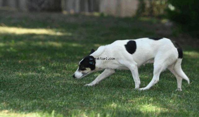 Çiğli Belediyesi'nin Sahiplendirme Platformu Hizmete Girdi