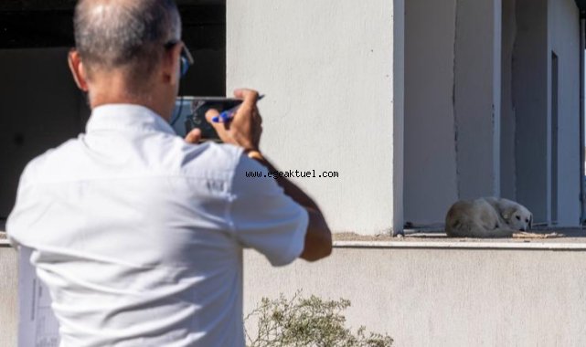 İzmir’de sahipsiz köpeklerin sayımı başladı