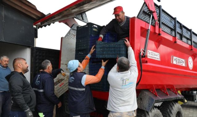 Seferihisar’da Zeytinyağı Sezonu Açıldı