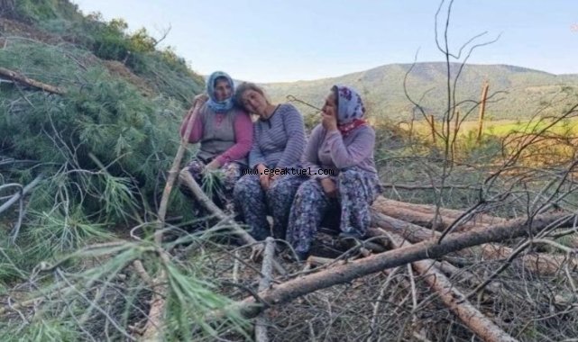 İzmir Tire'de ağaç kıyımı devam ediyor