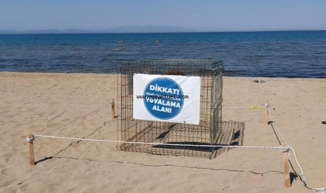 Pamucak Sahili’nde Sürpriz Misafir