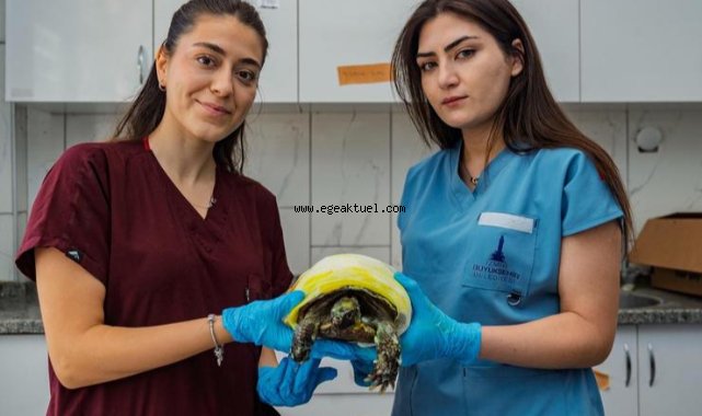 Yangından kurtarılan kaplumbağanın tedavisi sürüyor