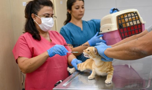 Eros Kedi Kliniği yoğun ilgi görüyor