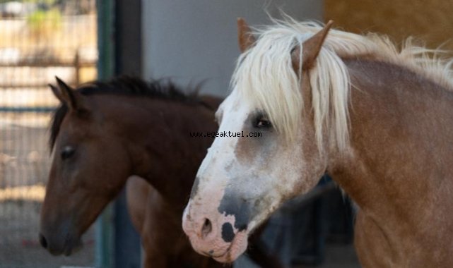 Pako’da bakılan binek hayvanlar sahiplendiriliyor