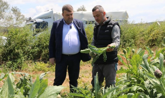 Seferihisar’ın bereketli topraklarında yetişen enginar için hasat sezonu başladı