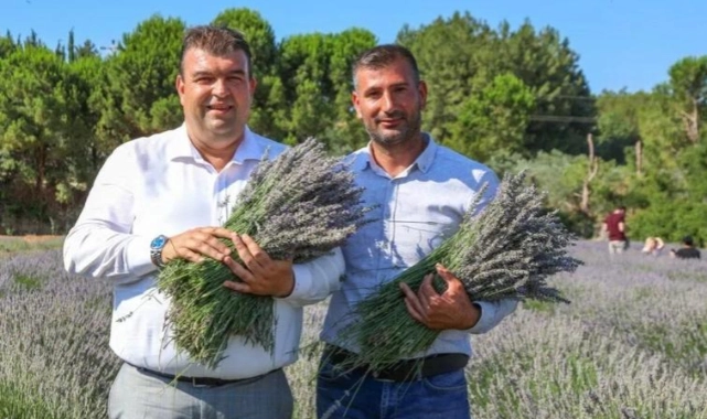 Lavanta Hasat Şenliği için geri sayım başladı