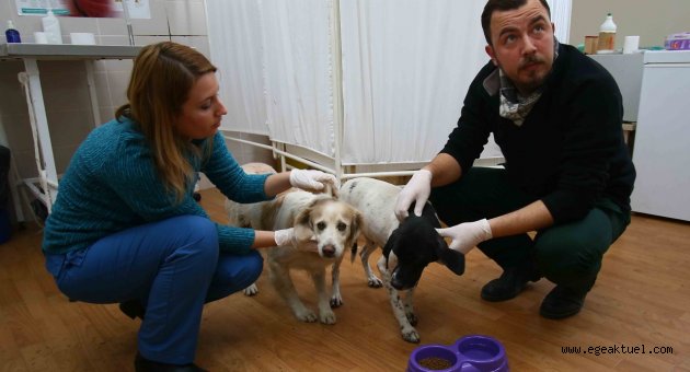 Aç ve susuz kalan köpekler kurtarıldı!