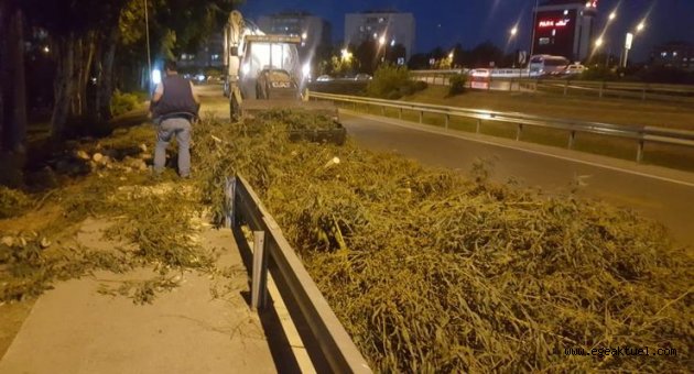 Ağaçlar fırtınaya dayanamadı ve devrildi