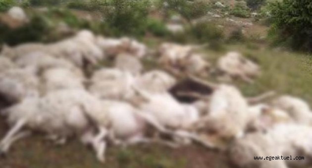 Ağıldaki yangında 14 kuzu ve koyun telef oldu