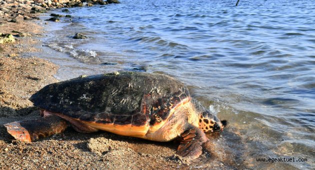Ağlara takılan caretta caretta kurtarıldı