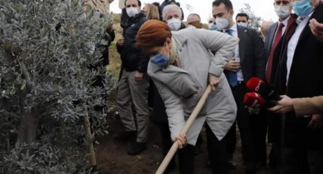 Akşener, sağlık çalışanları için fidan dikti