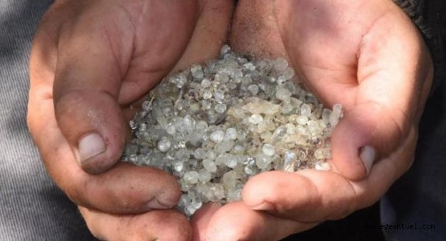 Alaçatı’daki sakız ağaçlarından 40 yıl sonra ilk hasat
