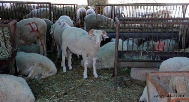 Aliağa’da kurban kesim yerleri belirlendi