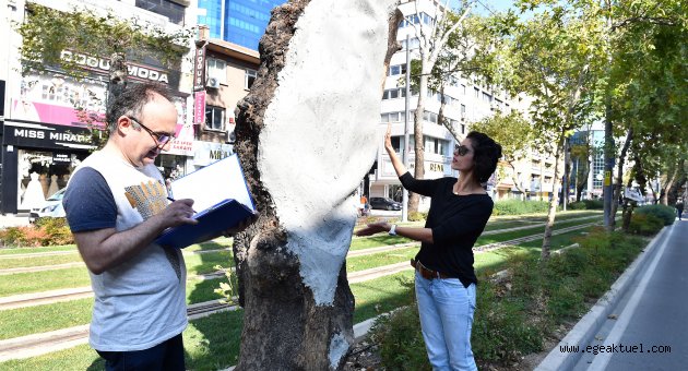 Anıt ağaçlara gençlik aşısı