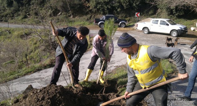 Aydın Belediyesi'nden Palamutköy'e  500 Adet Fıstık Çamı