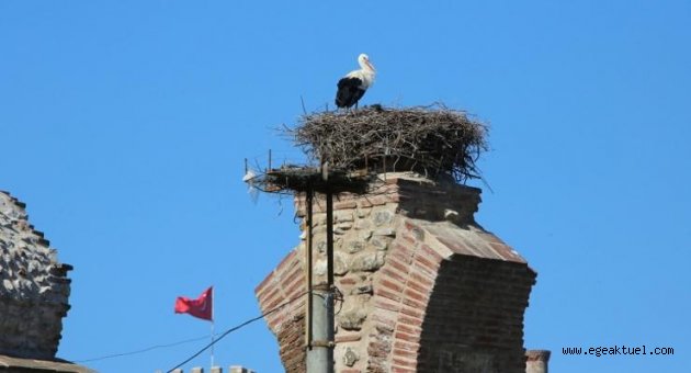 Baharın müjdecisi leylekler Efes Selçuk semalarında