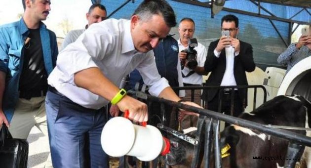 Bakan Pakdemirli, buzağıyı besledi